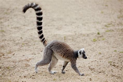 Ring Tailed Lemur Walking - Lemur Facts and Information