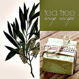 Homemade Tea Tree Soap Recipe