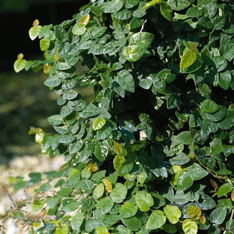 ficus pumila repens creeping fig xoromidhs