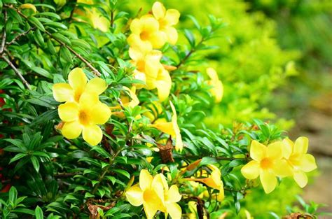 What Is the State Flower of South Carolina? History, Facts & FAQ ...