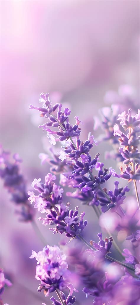 50 Best Lavender Iphone Wallpapers Free 4k Hd Download Creativebooster