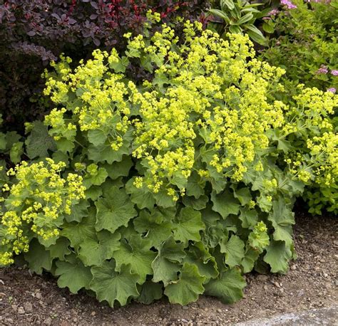 Alchemilla mollis – Lady’s Mantle 1 Gallon – The Growing Scene