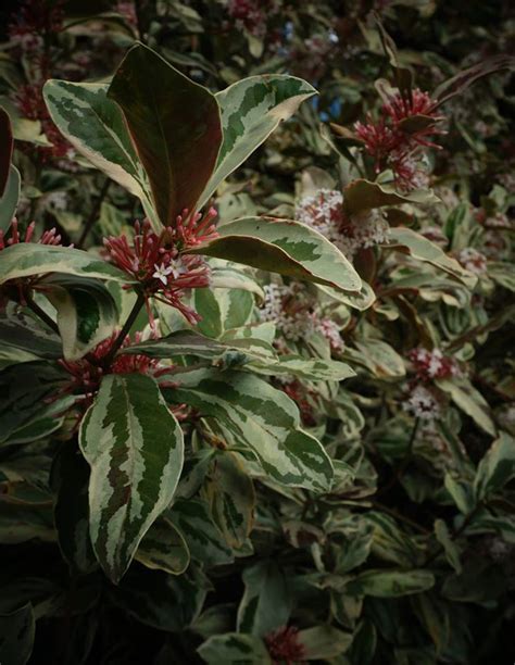 Plantfiles Pictures Bushmans Poison Wintersweet Variegata