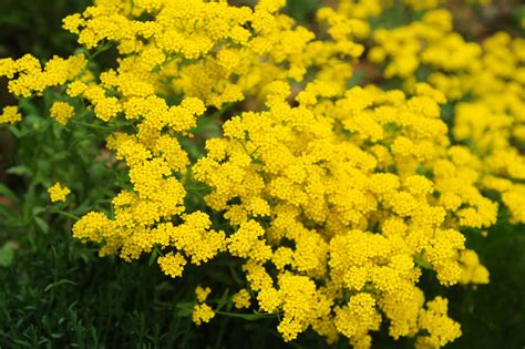 Basket of Gold Alyssum – Hometown Seeds