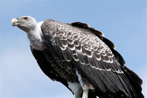 Грифы: описание, виды, среда обитания, что едят, враги и образ жизни ...