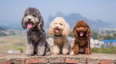 Poodle Lifespan: How Long Do Poodles Live? - Canine Journal