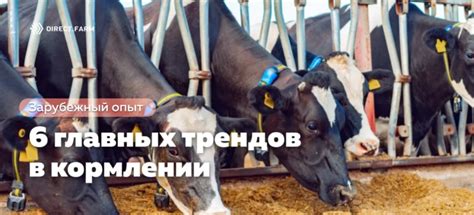 6 главных трендов в кормлении скота и птицы