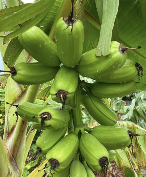 Hua Moa Banana Grow Guide Tropical Tree Guide
