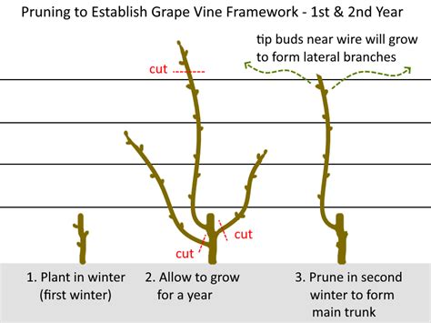 How To Prune Grape Vines Cane And Spur Pruning Explained Deep Green