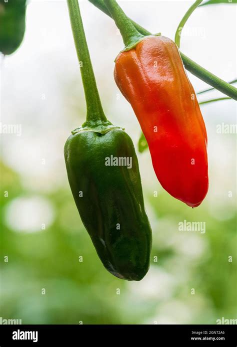 Green Unripe And Red Ripe Fruit Of The Medium Hot Chilli Pepper Capsicum Annuum Apache Stock