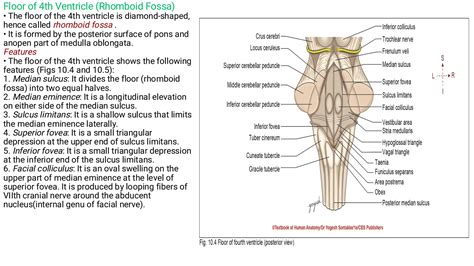 fourth ventricle anatomy  mbbs st year