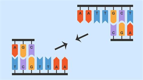 Potential Problems In Using Micro Organisms Genetic Control Of Metabolism Higher Biology