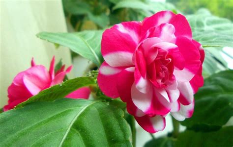 Ванька мокрый - фото и картинки: 67 штук