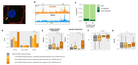 Genes With Cg Binding Enrichment Are Different From Other Genes