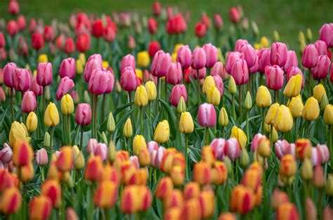 Top 999+ tulip images – Amazing Collection tulip images Full 4K