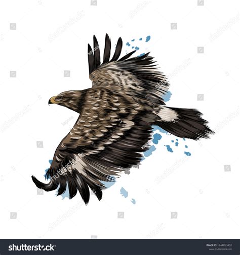 Steppe Eagle: Over 354 Royalty-Free Licensable Stock Vectors & Vector ...