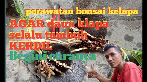 Cara Mengerdilkan Daun Bonsai Kelapa Youtube