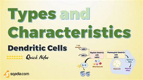 Dendritic Cells