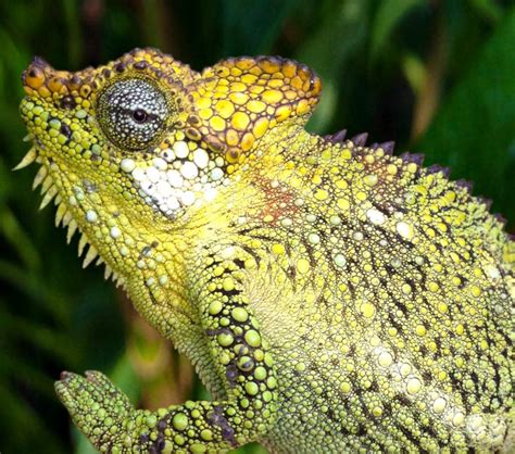 Cuban False Chameleon A Good Pet Or Not Cozy Lizard