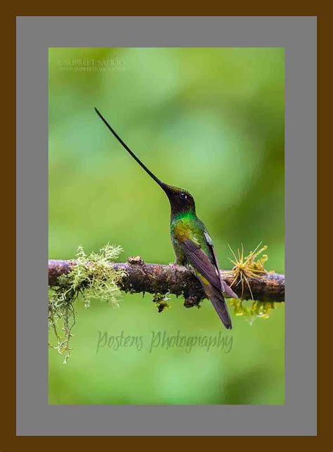 Bird Poster- Sword-Billed Hummingbird - PostersPhotography