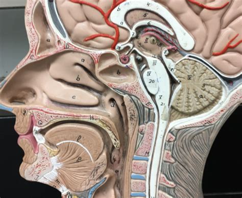 A P II LAB Sagittal Head Model Diagram Quizlet