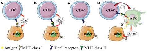 Frontiers How Do Cd4 T Cells Detect And Eliminate Tumor Cells That Either Lack Or Express Mhc