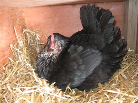 Black Sex Link Good Breed Or Not Backyard Chickens Learn How To Raise Chickens