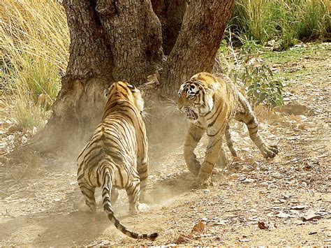 Why Do Tigers Fight Even The Govt Wants To Know