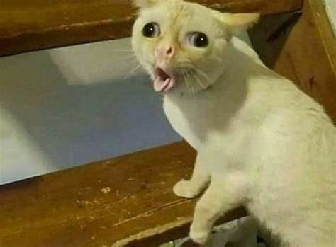 create meme hey cat coughing cat meme coughing cat pictures