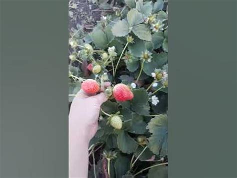 Ремонтантная клубника Эвис Делайт - YouTube