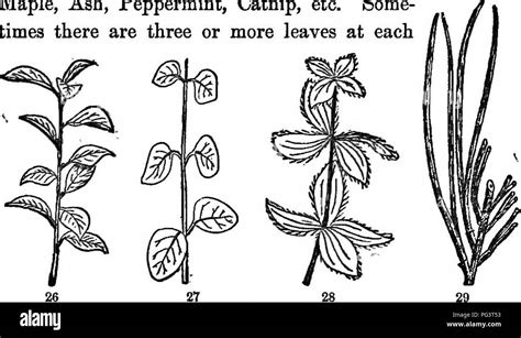 Basal Leaf Arrangement