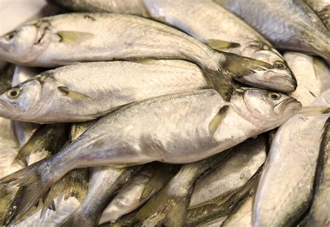 Diferencia Entre Pescado Azul Y Blanco