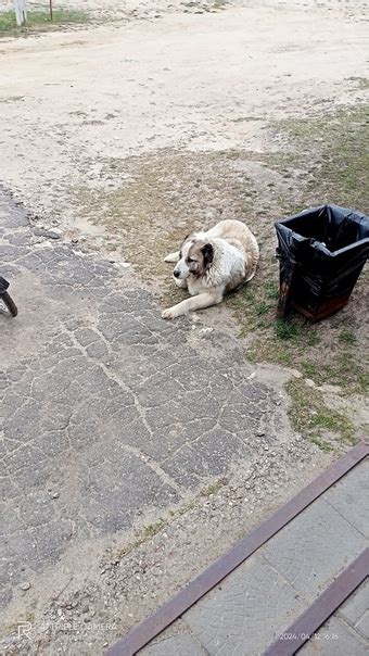 Орехово-Зуевский район замечена собака алабай? Подслушано Авсюнино ...