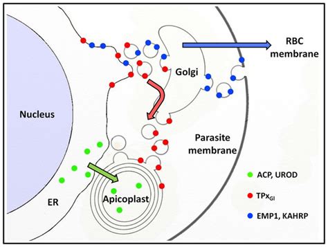 Membrane And Luminal Proteins Reach The Apicoplast By Different Trafficking Pathways In The