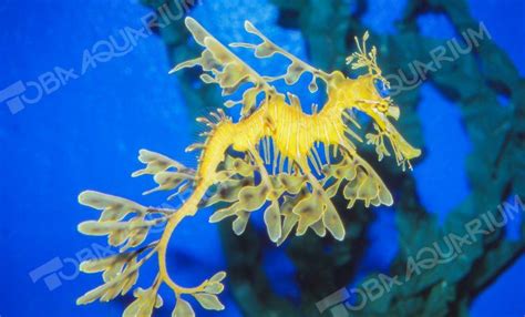 リーフィーシードラゴン - 生きもの図鑑 鳥羽水族館
