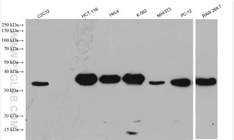 C1qbp Antibody 24474 1 Ap Proteintech 武汉三鹰生物技术有限公司