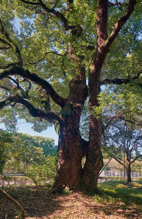 árbol De Cámfora De Canela En El Jardín Del Palacio Imperial Tokio