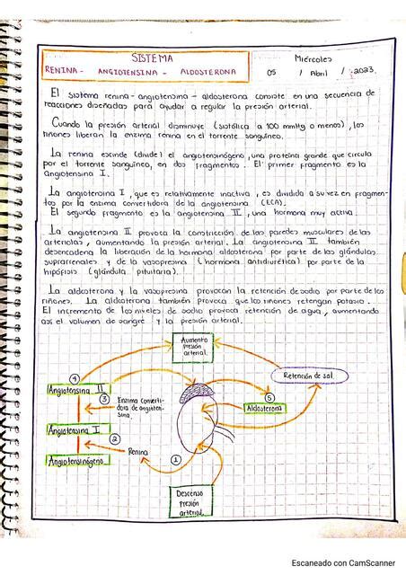 Sistema Renina Angiotensina Aldosterona Venus Udocz