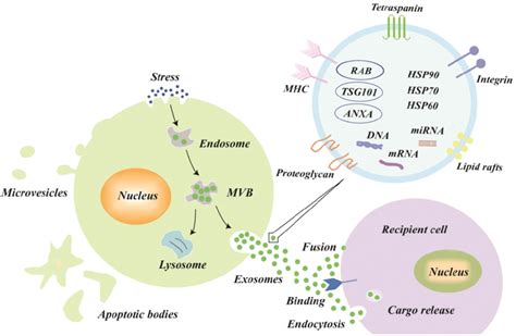 Biogenesis Secretion Uptake And The Schematic Presentation Of