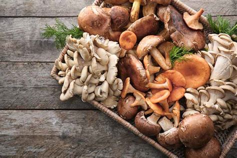 O Que E Funghi - I 7 funghi più nutrienti da inserire nella dieta per vivere di più ...