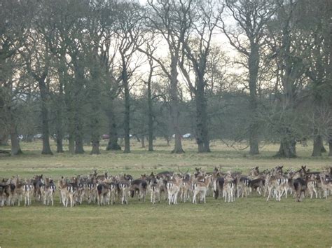 Autumn In The Phoenix Park