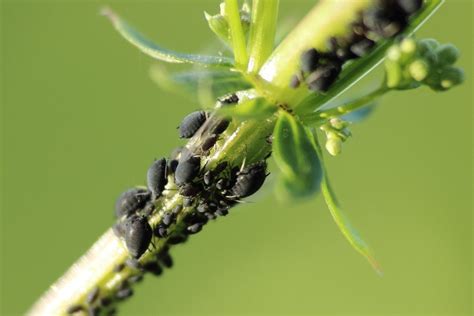 Parassiti Delle Piante Quali Conoscere In Campagna