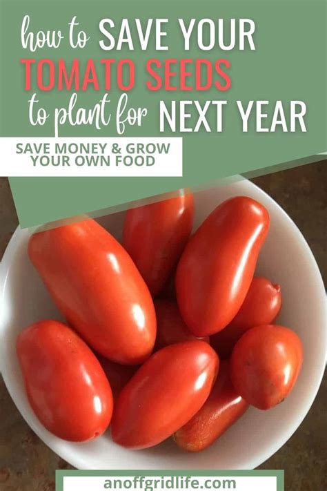 How To Save Tomato Seeds To Plant For Next Year An Off Grid Life