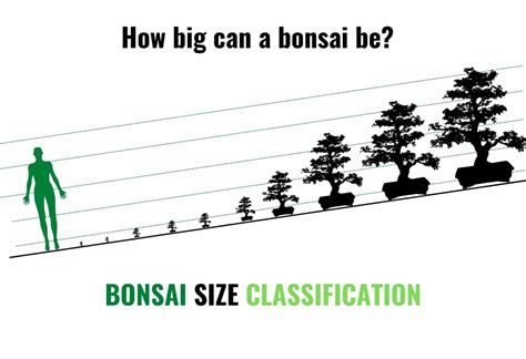 How Big Can A Bonsai Be? Bonsai Size Classification - Plant Paladin