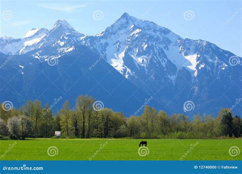 hillside farm stock photo image  canada columbia