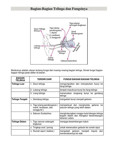 Bagian Telinga Dan Fungsinya Pdf Pdf