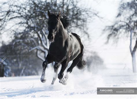 Black Horse Running