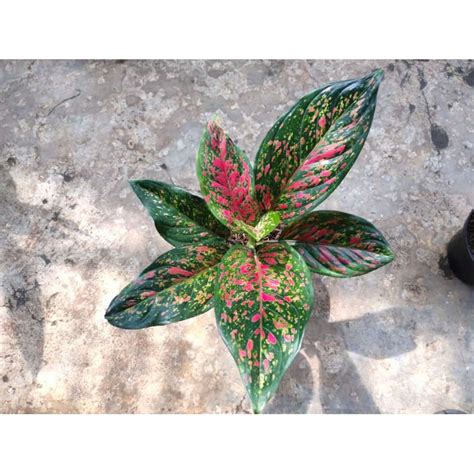 Jual Aglaonema venus | Shopee Indonesia