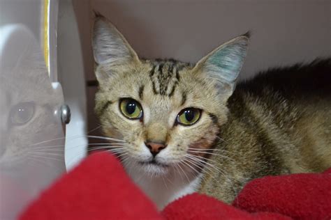 Trixie - Female Domestic Short Hair Cat in VIC - PetRescue