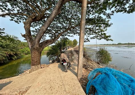 Caught In The Net Unchecked Shrimp Farming Transforms Indias Sundarbans